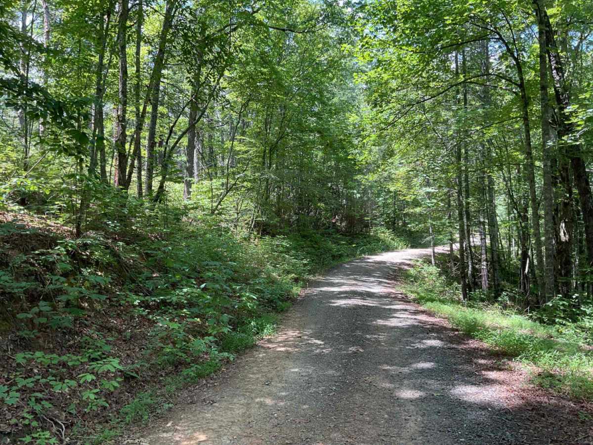 Beech Creek Road - FS 307 photo 5