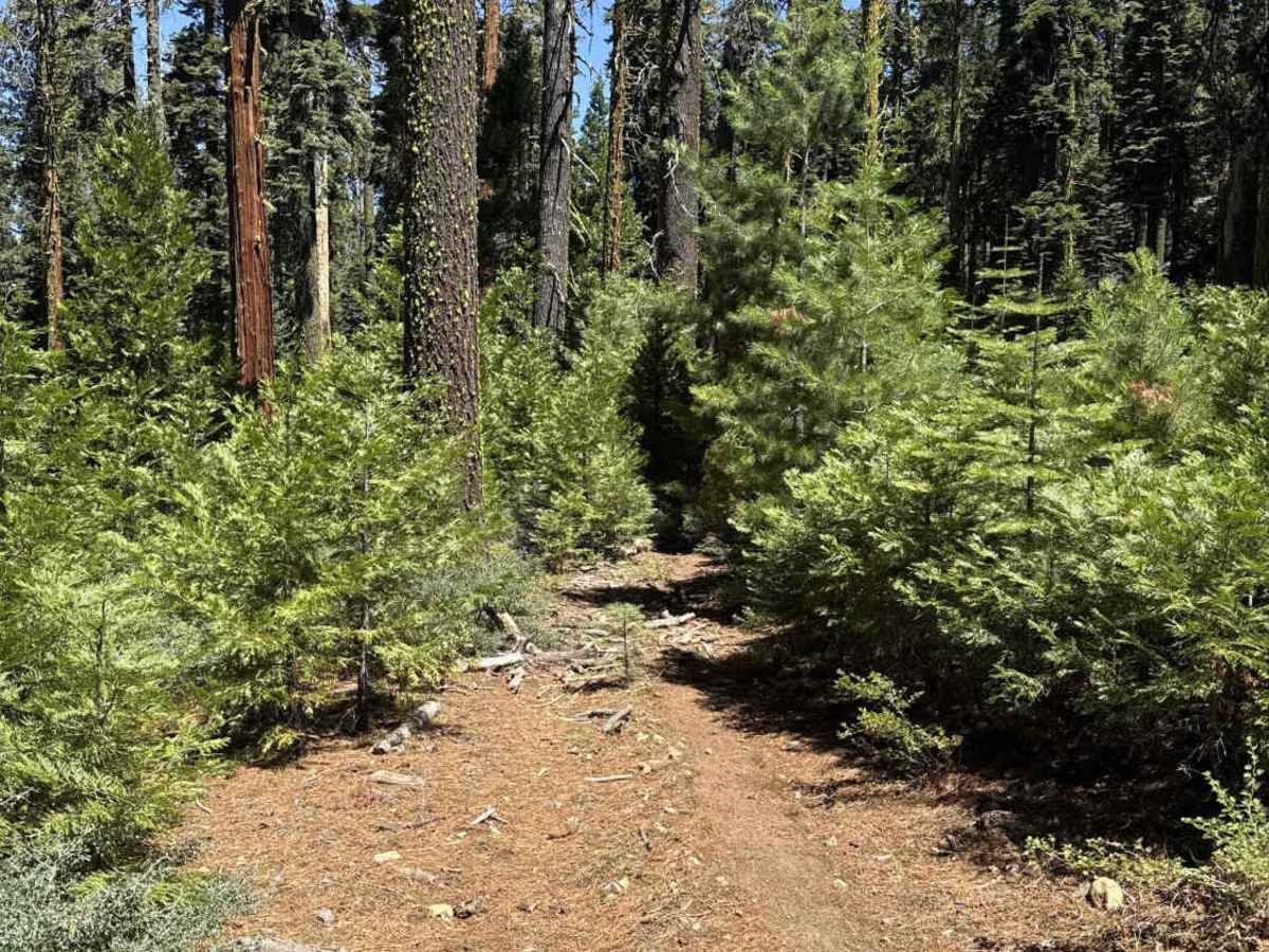 FS 7N57Y trail photo