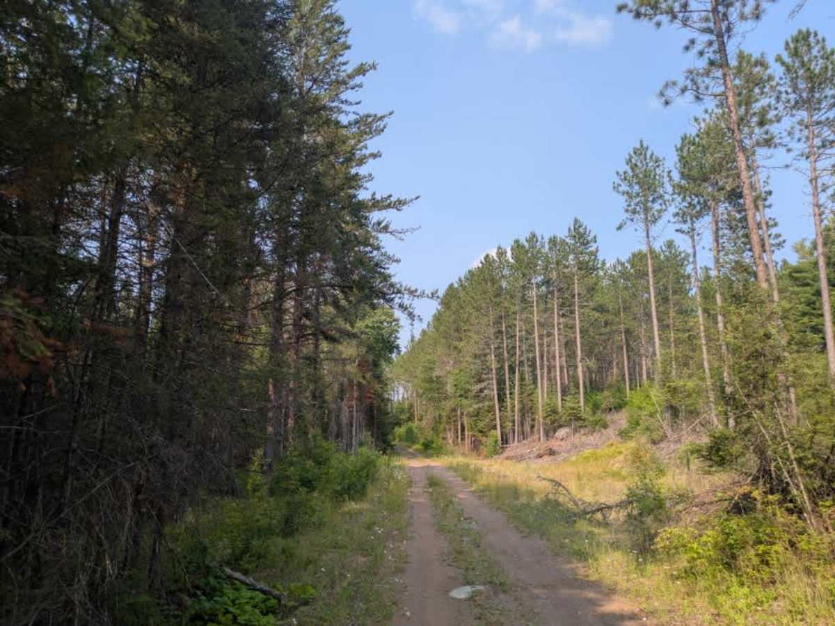 Plum Lake photo 5