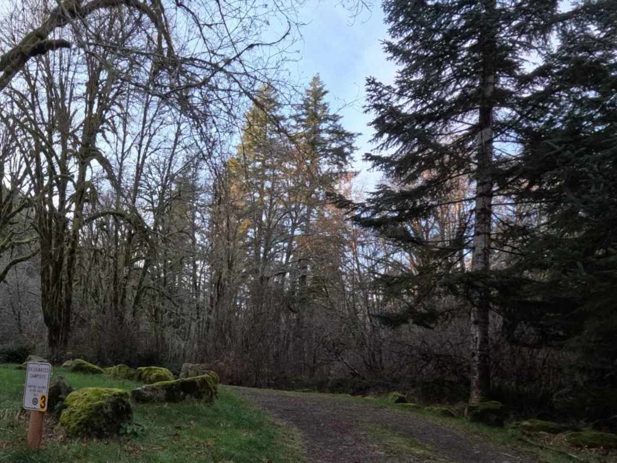South Fork Trask River Road photo 4