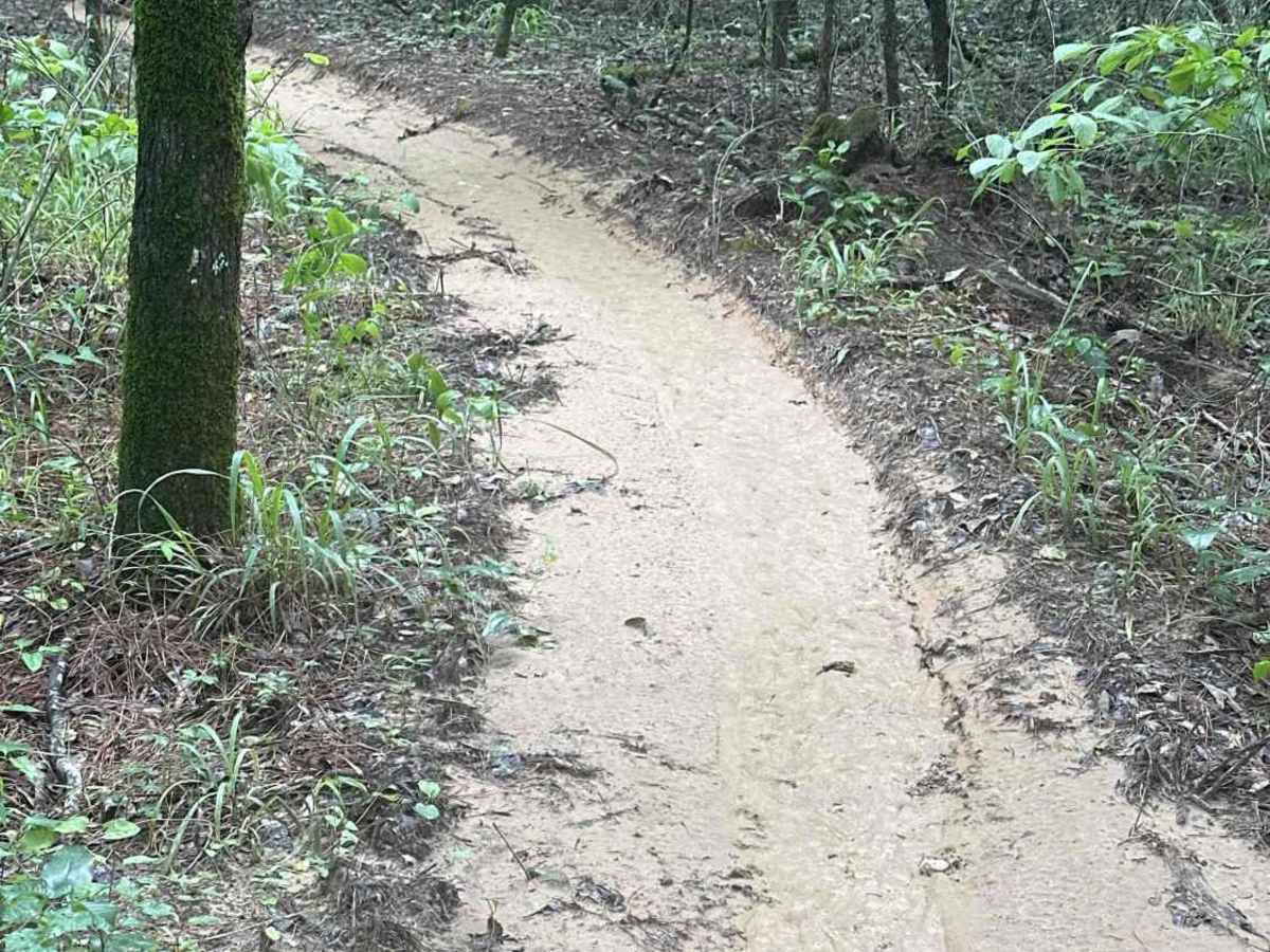 Spider Web trail photo