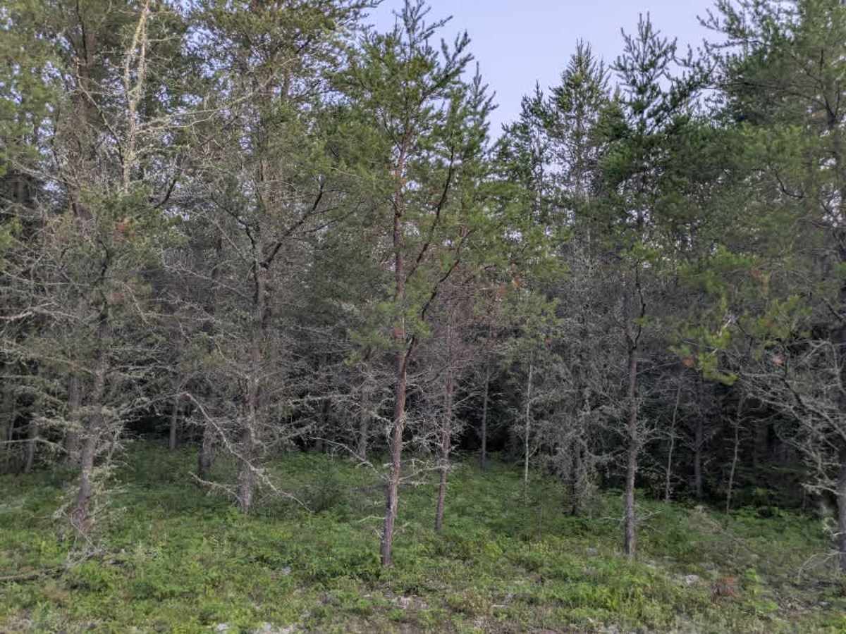 Nester Creek Pit photo 5