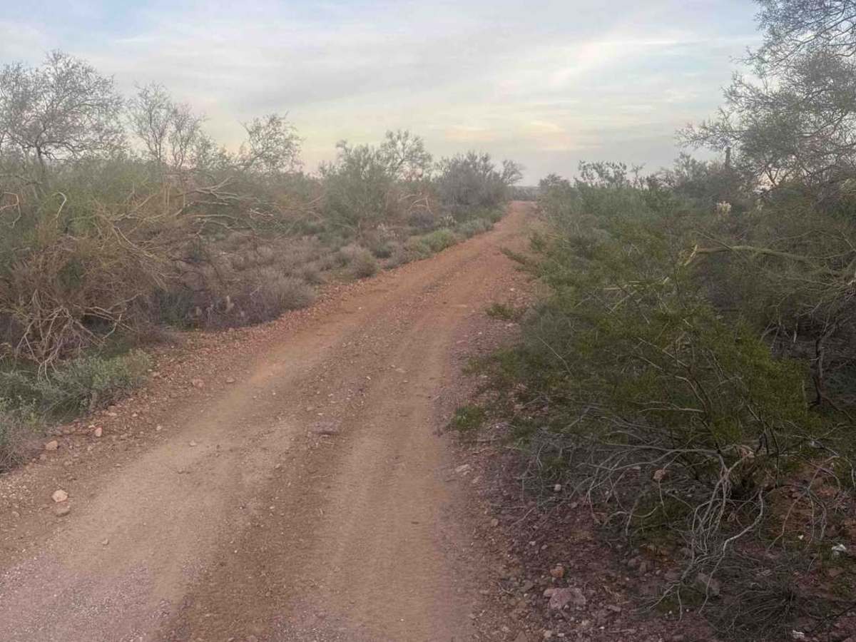 Cholla Fields  photo 2