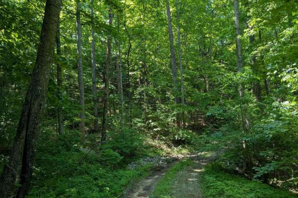 Paint Rock Trail