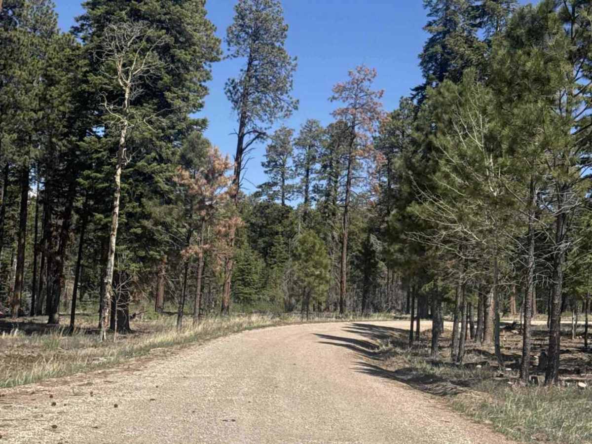 FS 205 Continuation trail photo