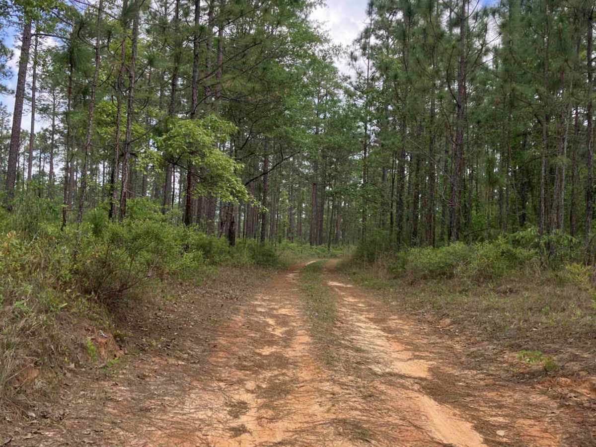 S39 trail photo