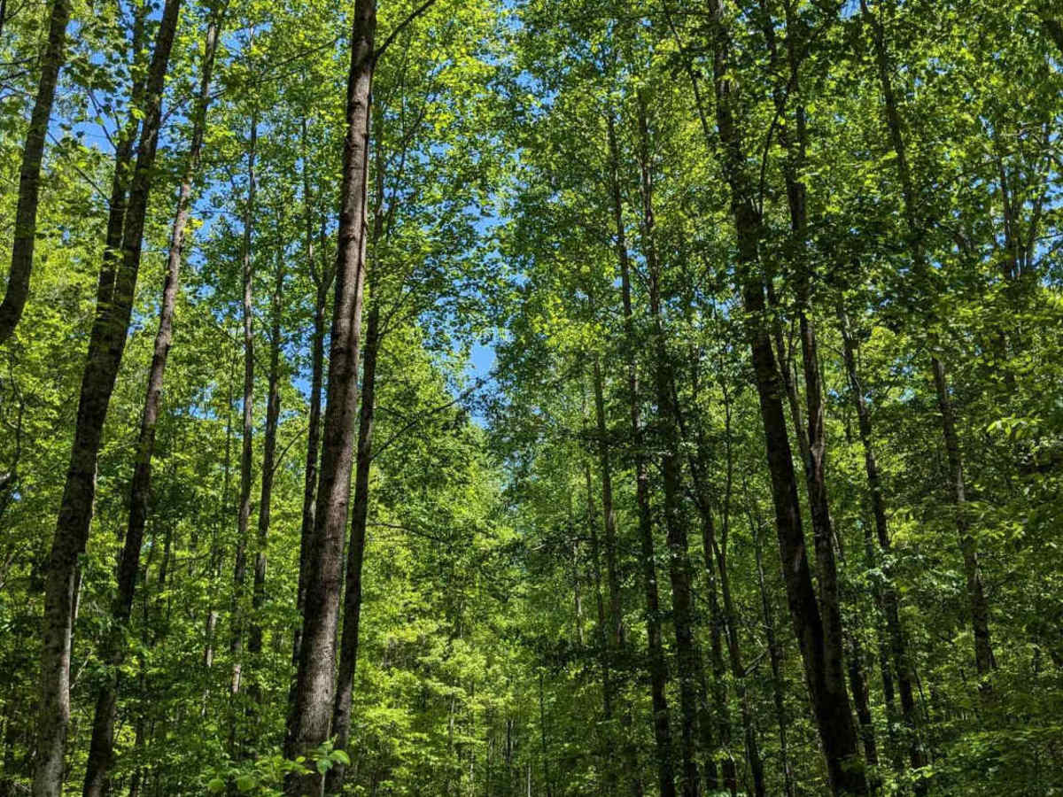 Joe Carter Way trail photo