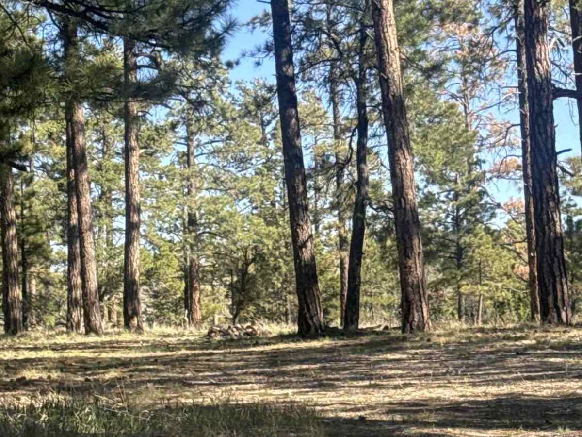 The Great Western Trail - FS 258K photo 2
