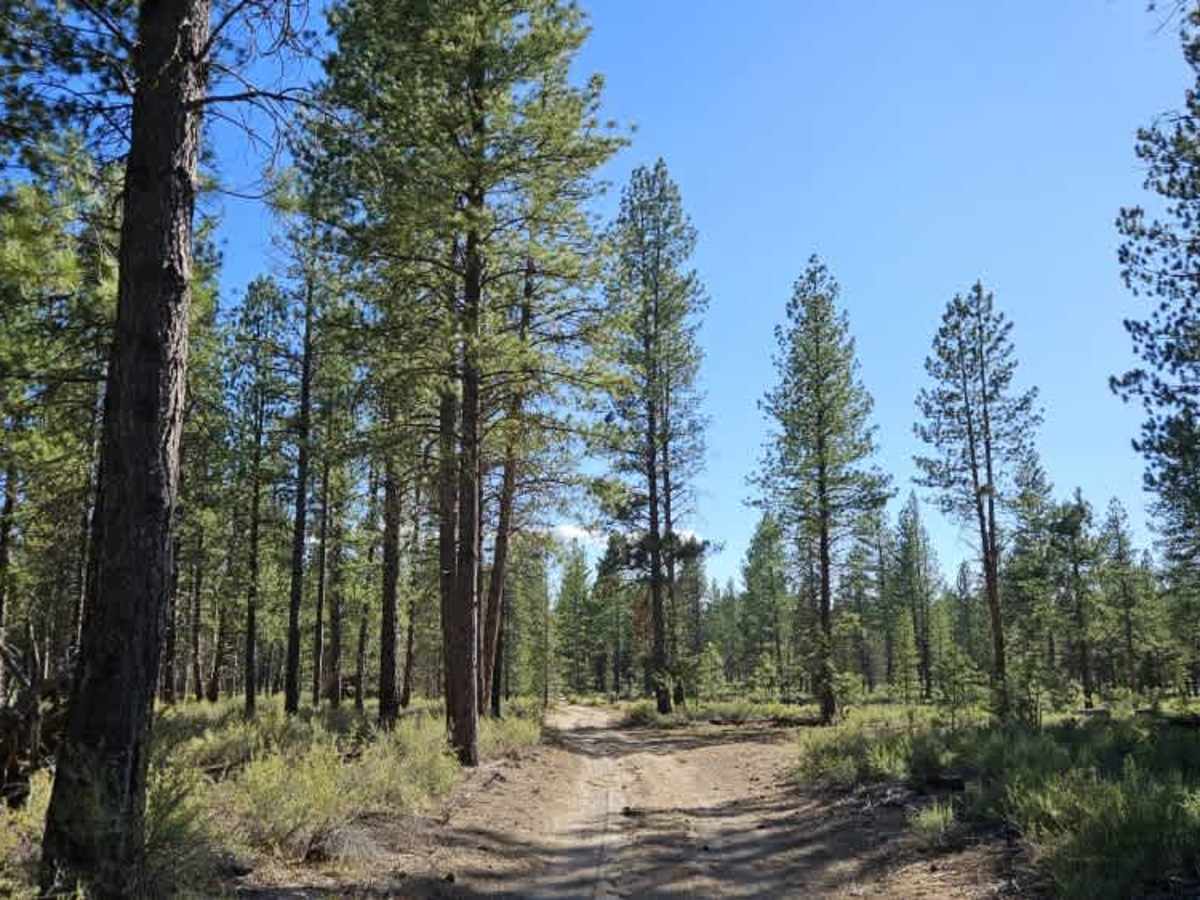 FS 2210490 trail photo