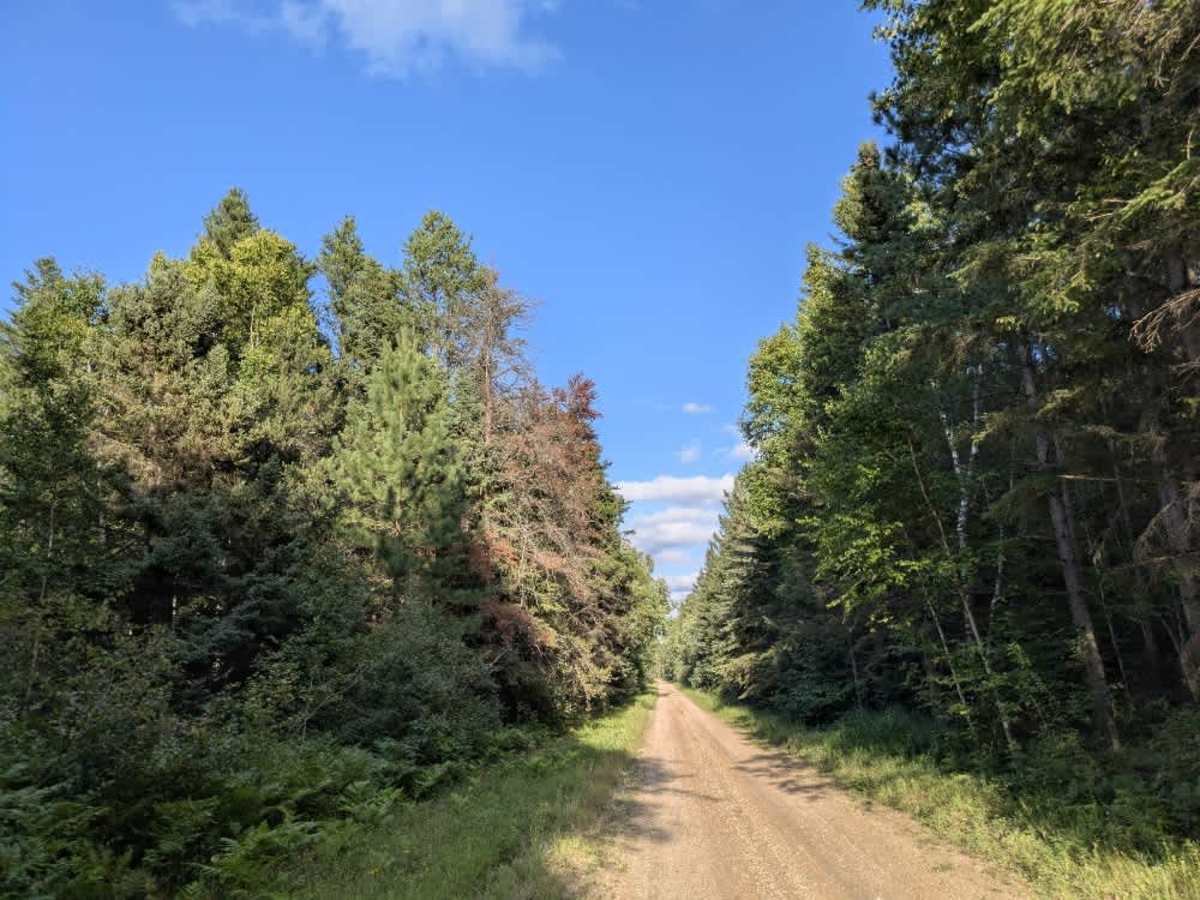 Bednar Forest Road photo 4
