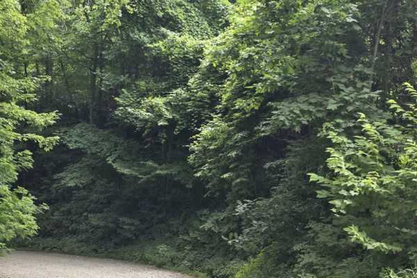 Little Creek Road