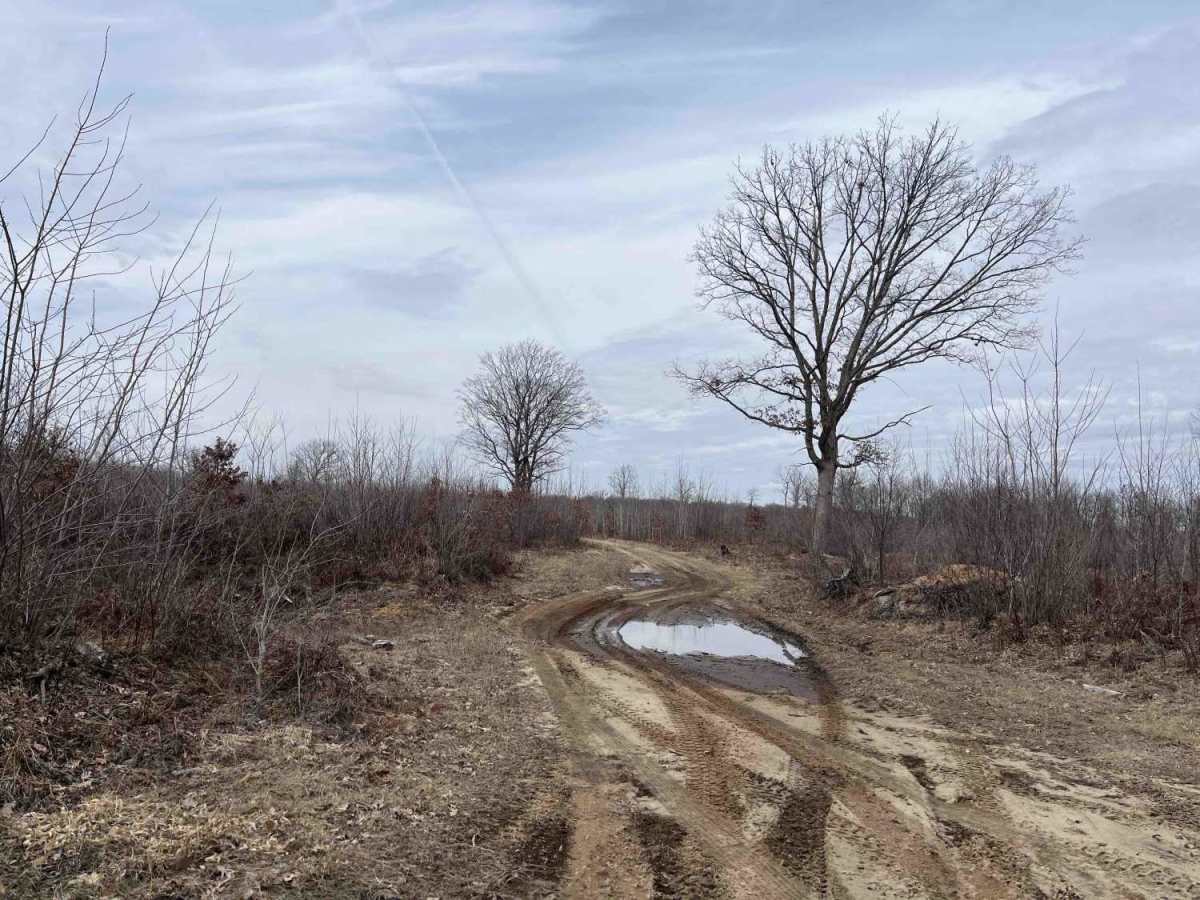 Lone Oak trail photo