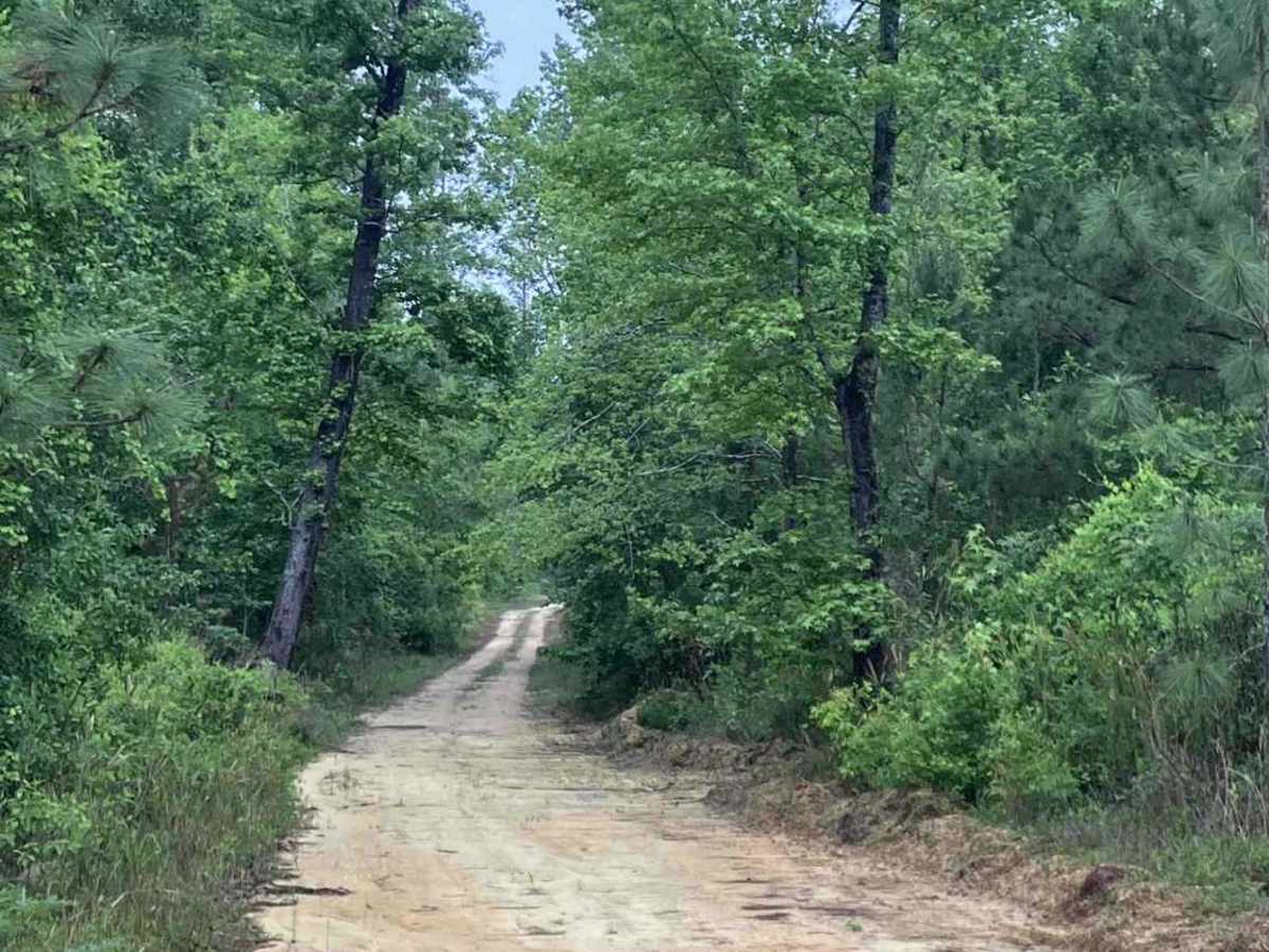 C39 trail photo