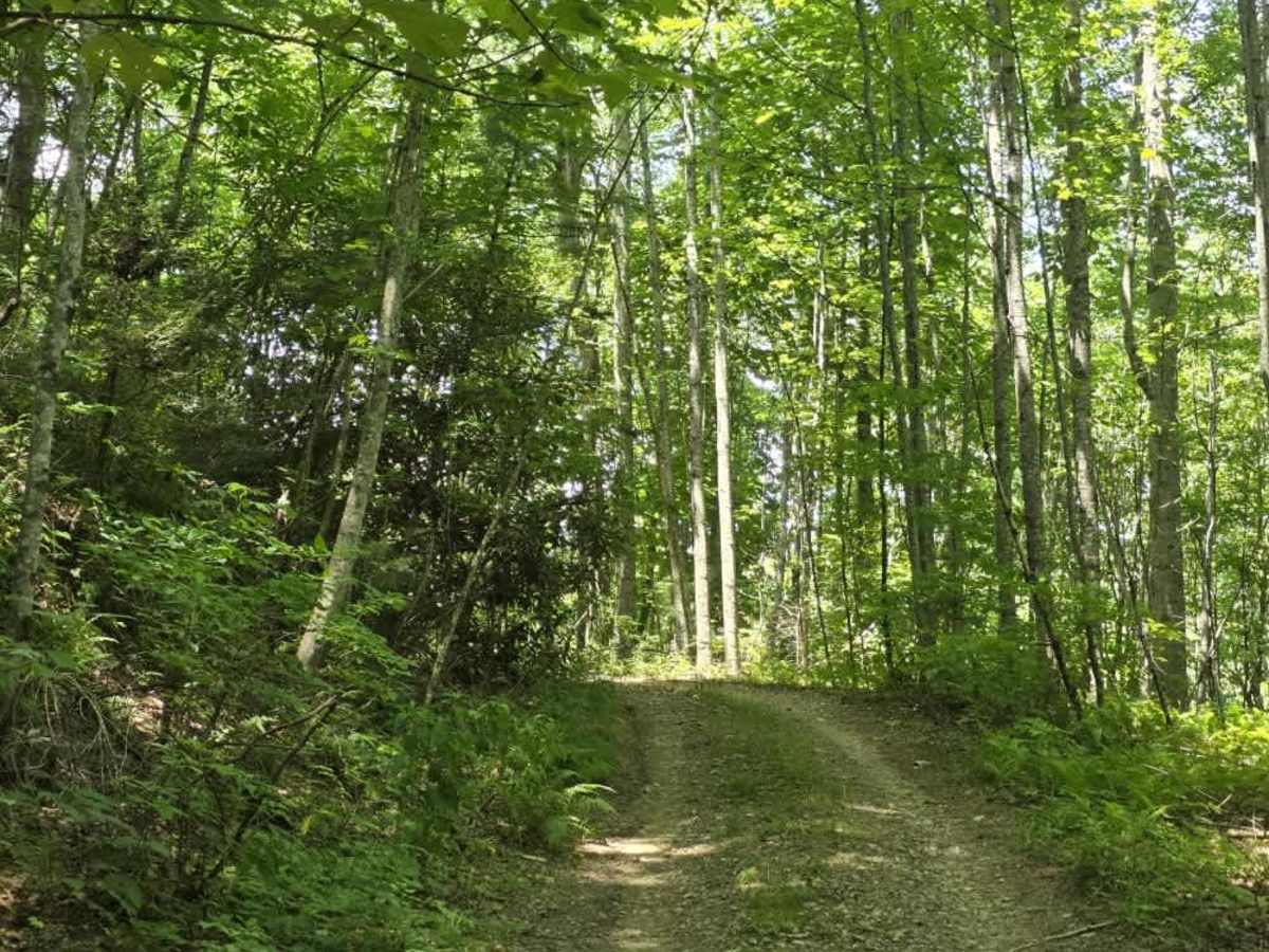 Locust Thorn Ridge trail photo