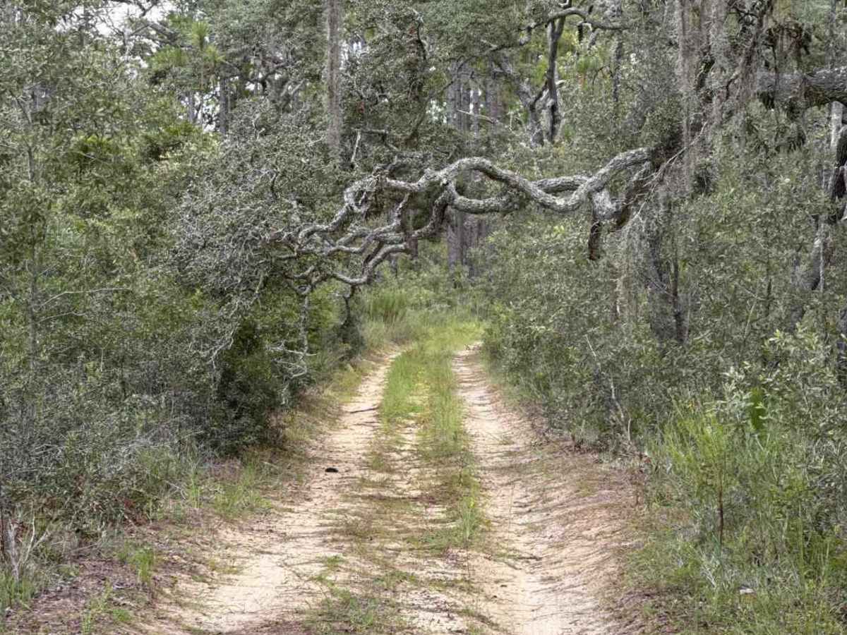 Trail 18a - Citrus WMA photo 3