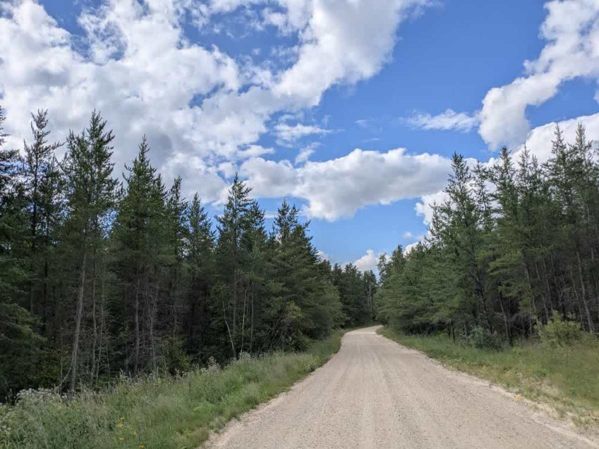 Bemis Hills Forest Road photo 2