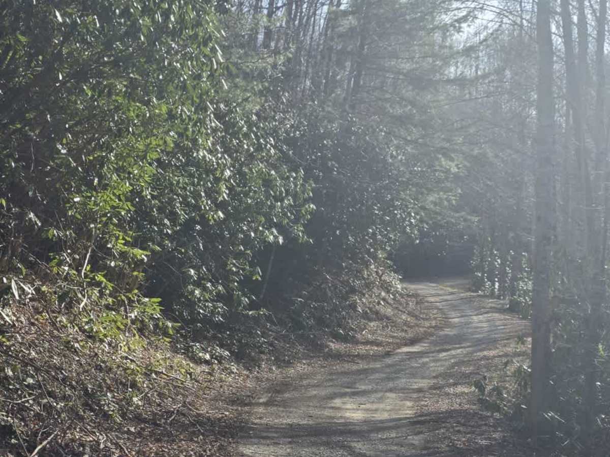 Bitter End - Lacy Trap photo 5