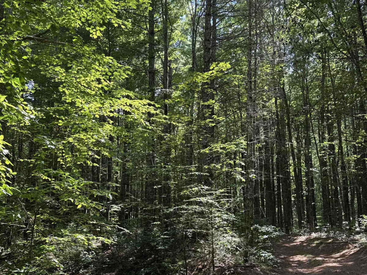 Bowers Cove - FS 298 trail photo