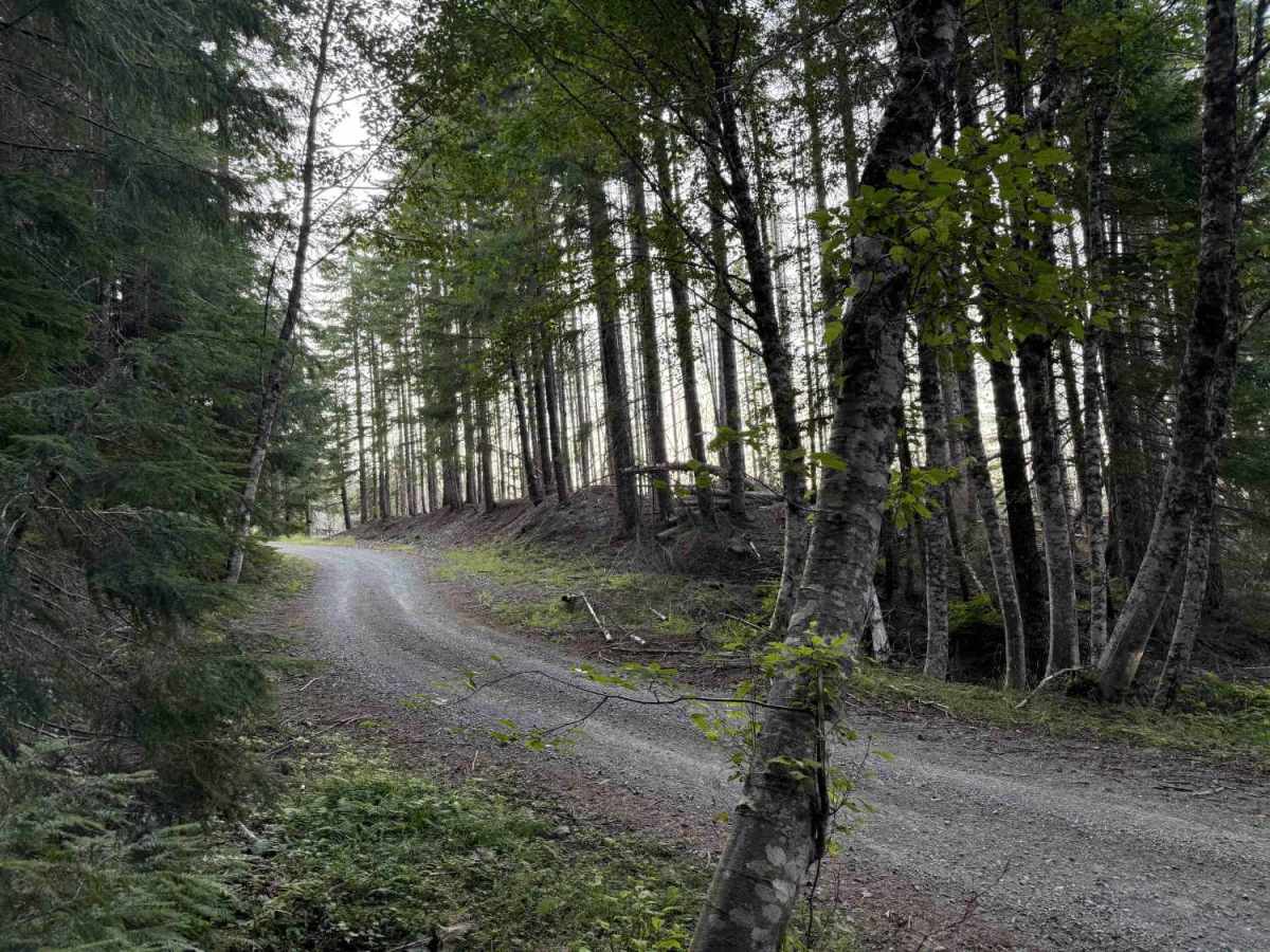 Cougar Creek Road - FS 812200-802200 photo 2