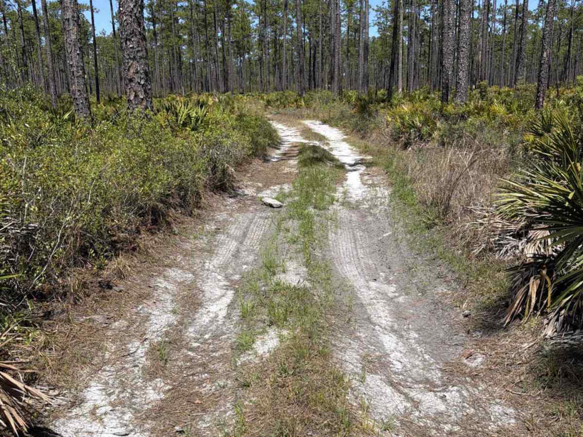 Saplin Head Swamp - FS 107 photo 6
