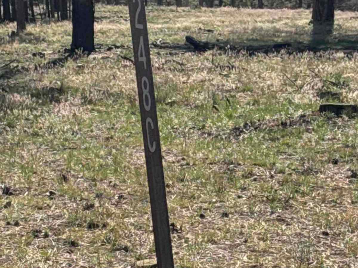 FS 248C trail photo