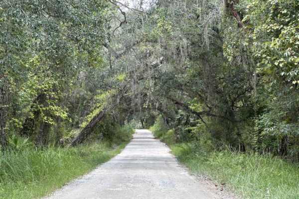 Ocala National Forest SE 13th Avenue