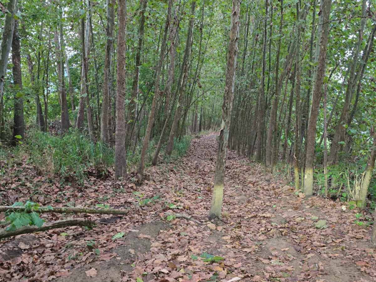 Creekside trail photo
