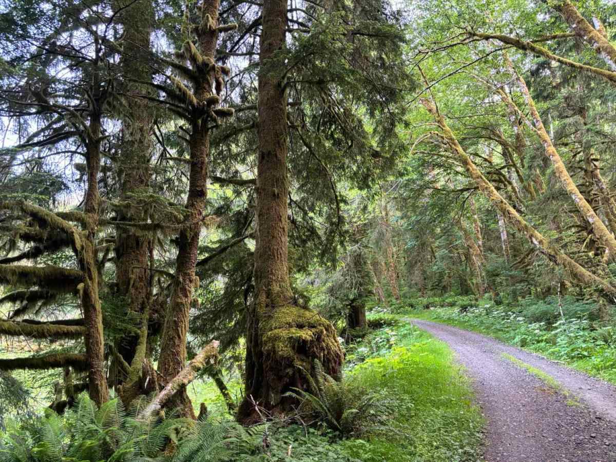 Miami River Forest Road photo 3