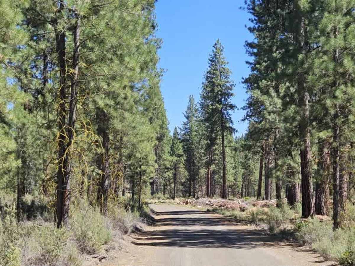FS 4502080 trail photo