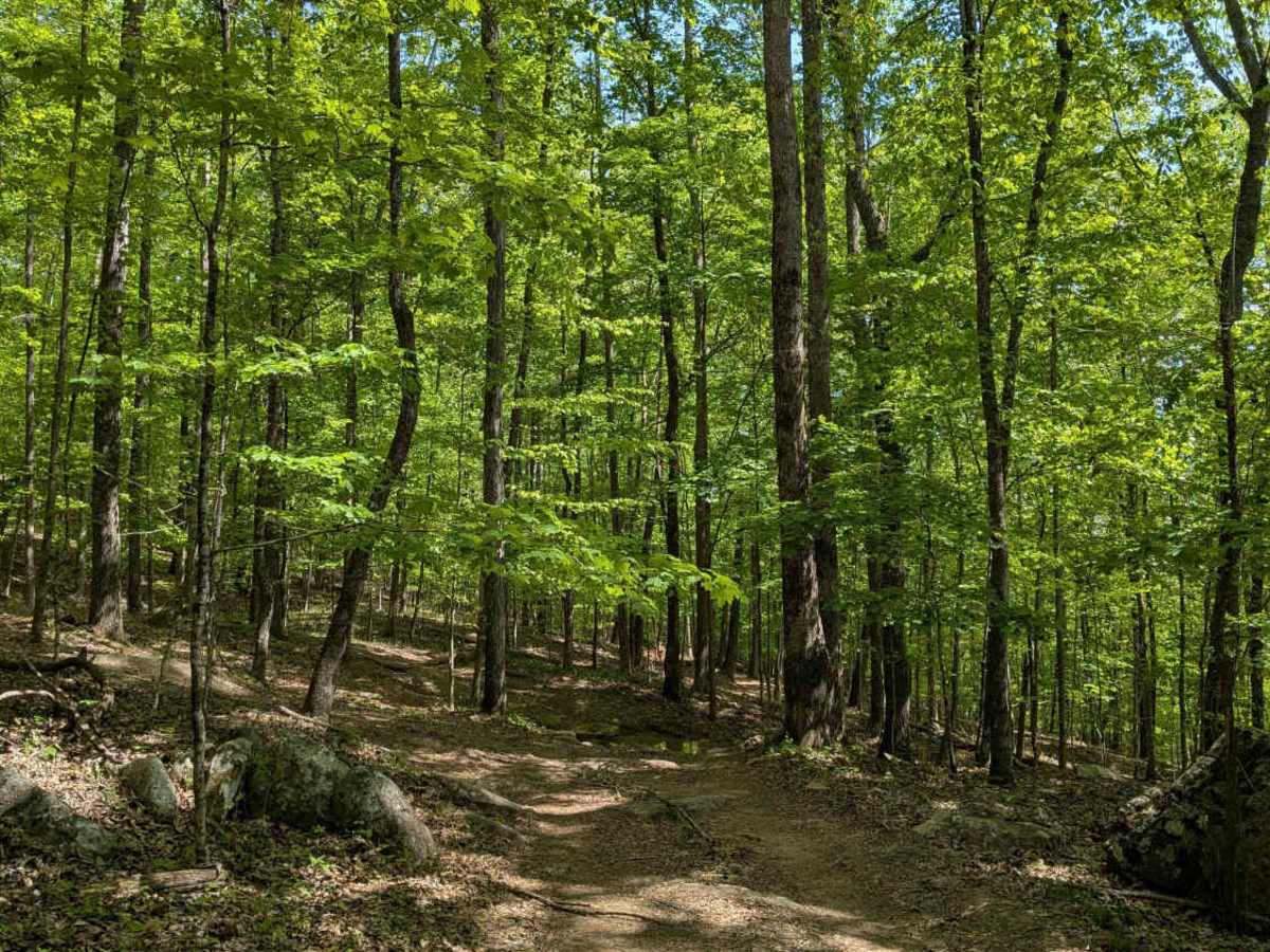 Trail 12 photo 2