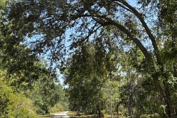Warbler Loop North