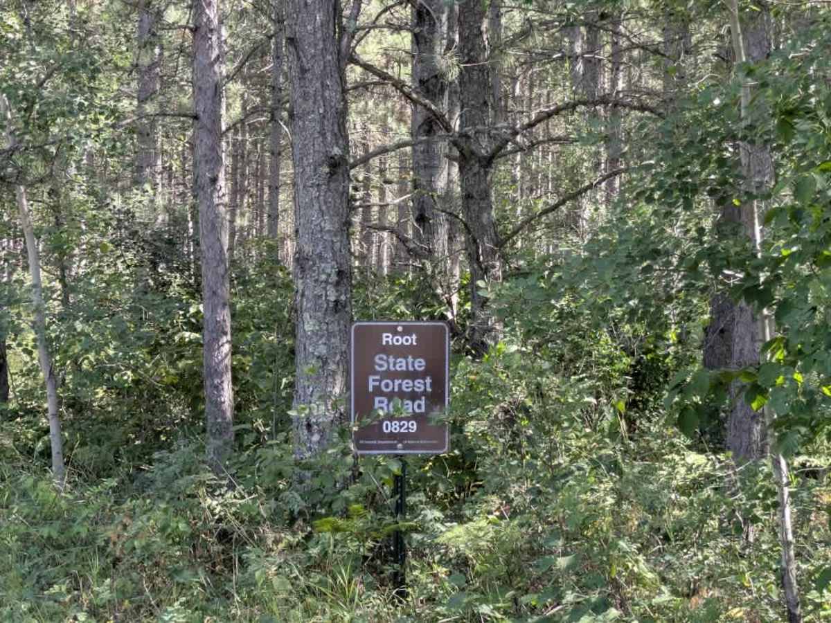 Root Forest Road photo 4