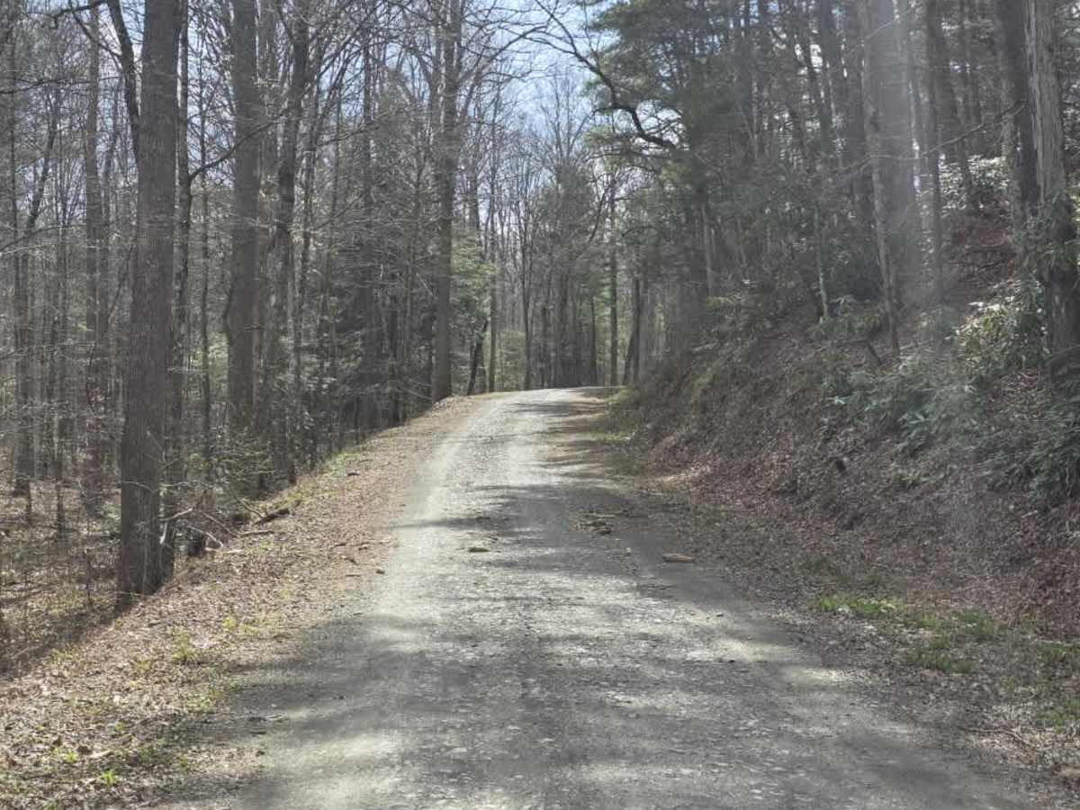 Old Flatwoods photo 2