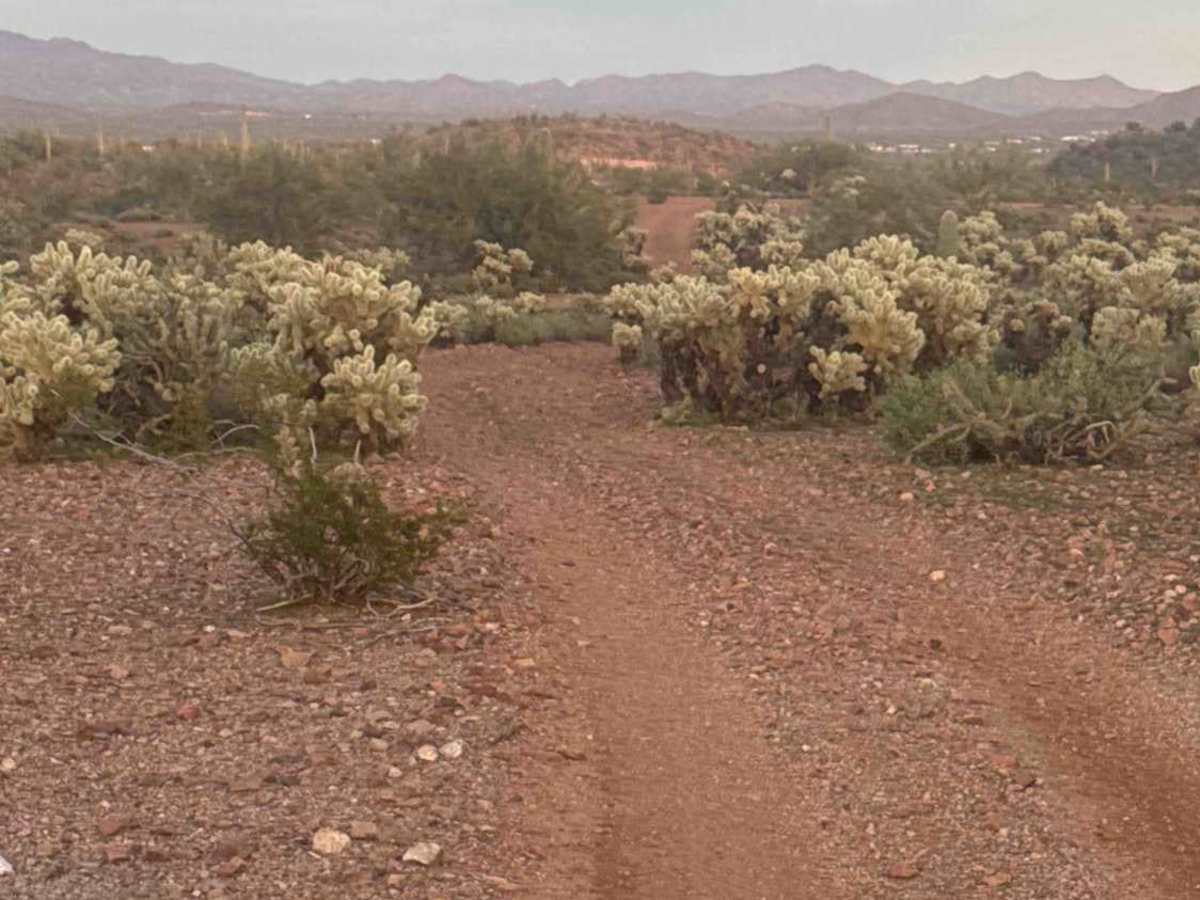 Cholla Fields  photo 4