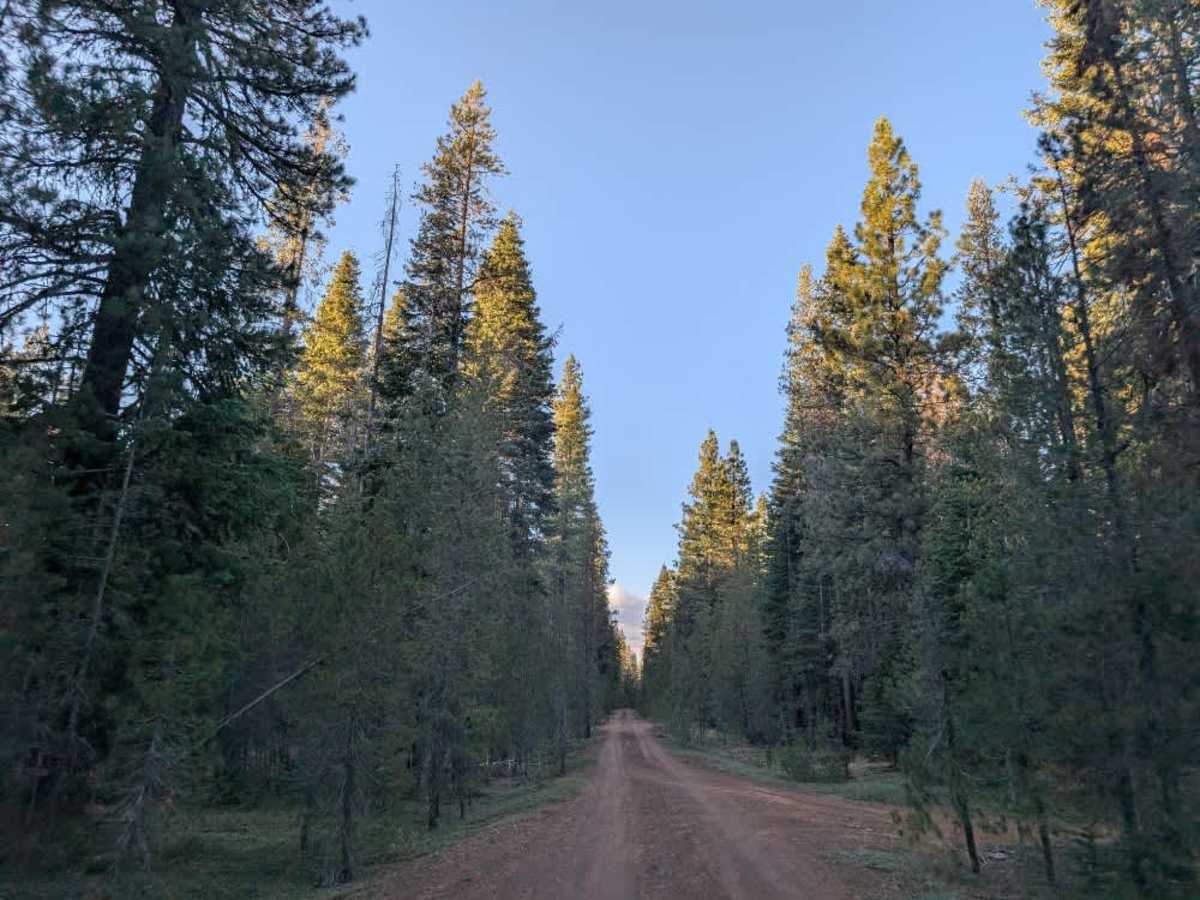 FS 31N42 trail photo