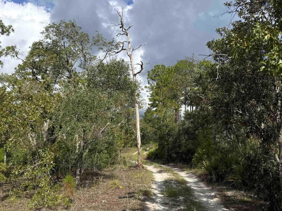 Trail 4 - Citrus WMA photo 6