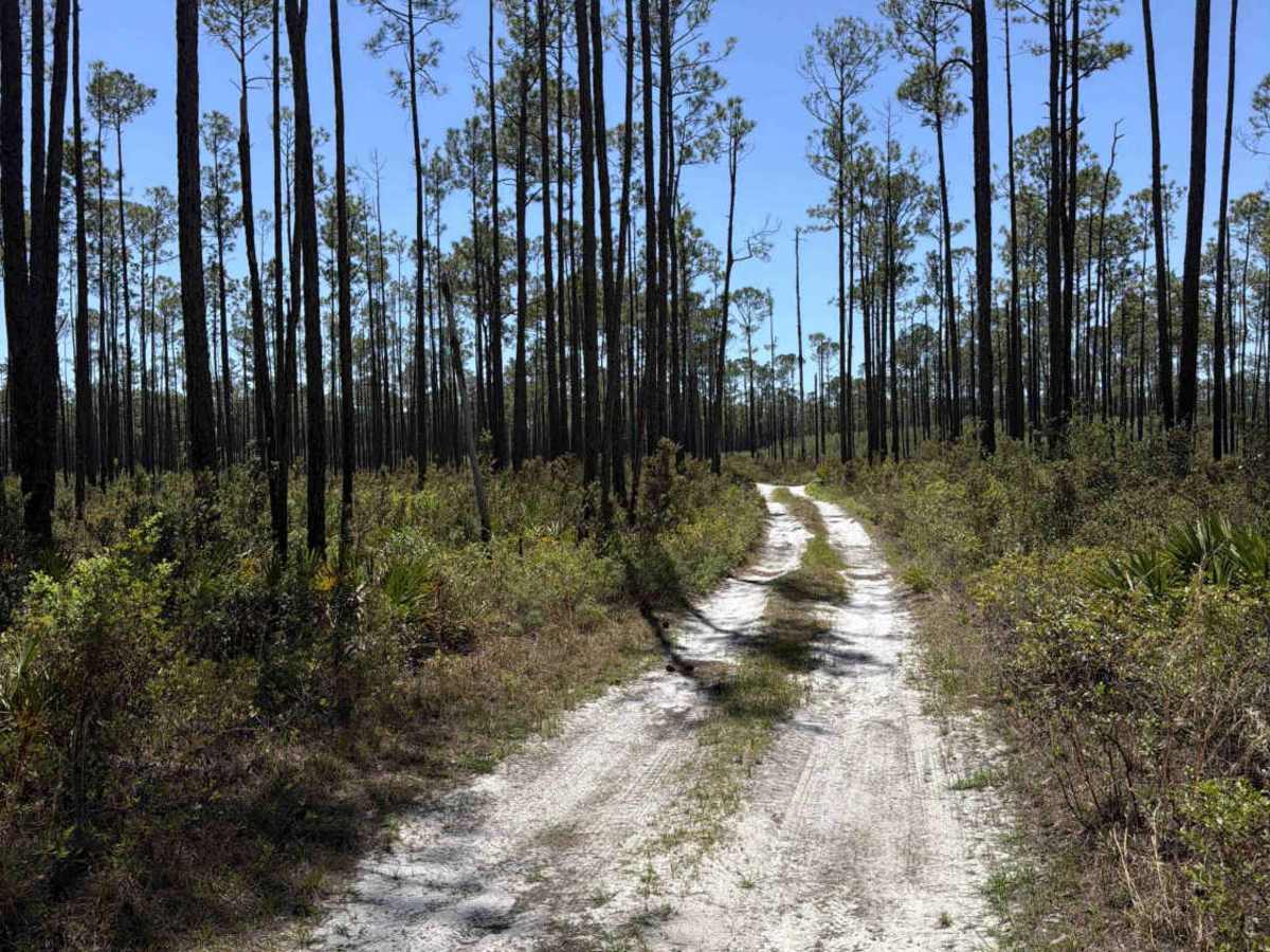 Saplin Head Swamp - FS 107 photo 3