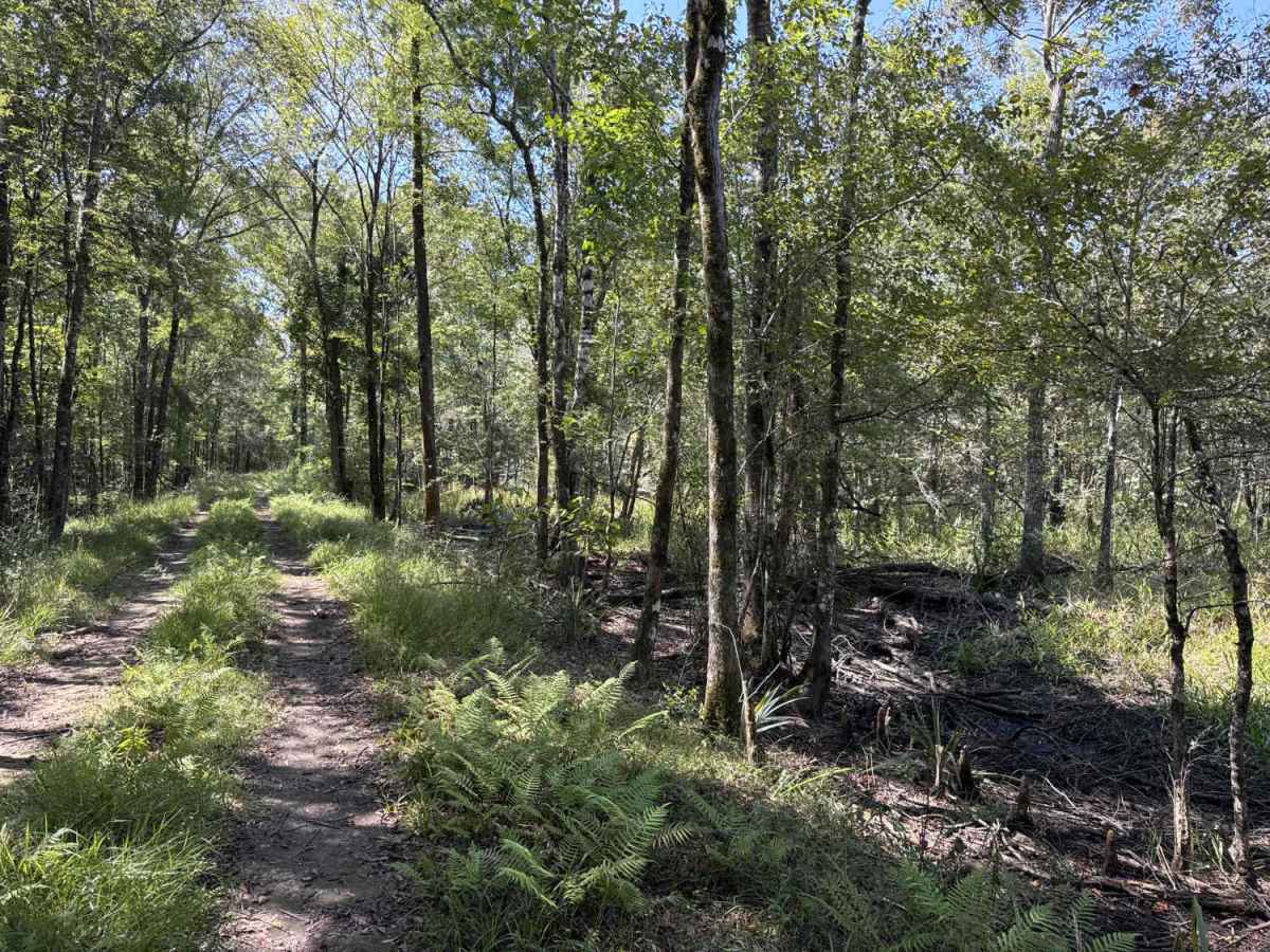 Rattlesnake Road photo 5