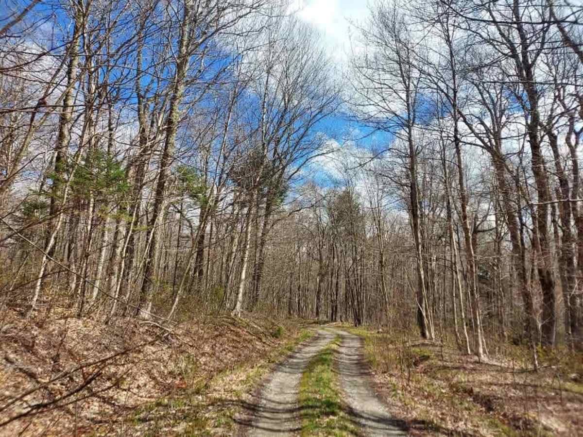 Smith Woods Trail trail photo