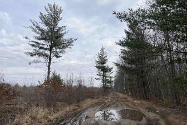 West Olson Trail