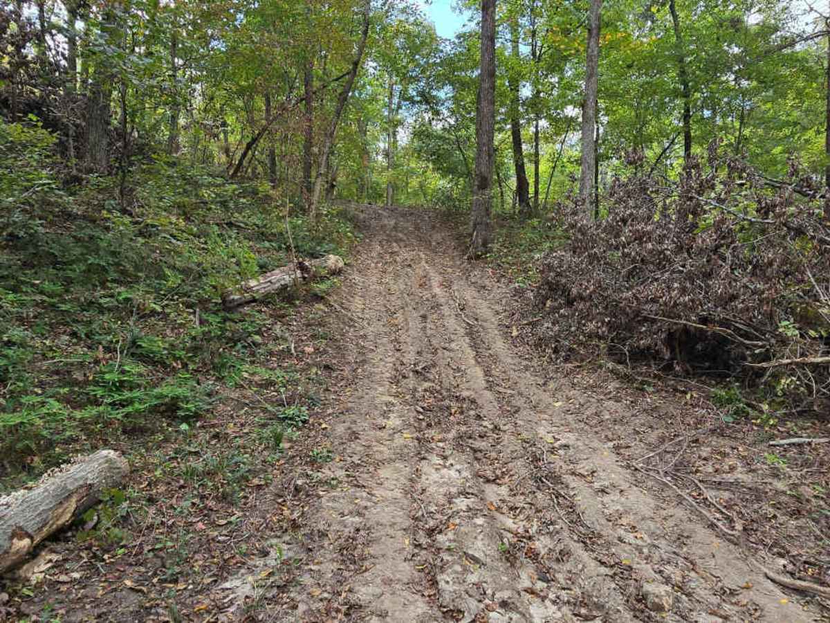 Logging Trail #1 photo 4