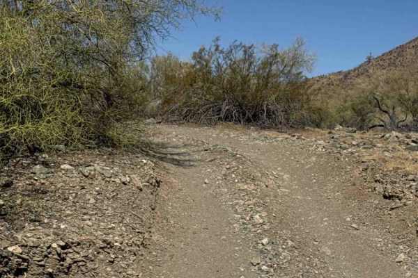 Cholla Ridge 