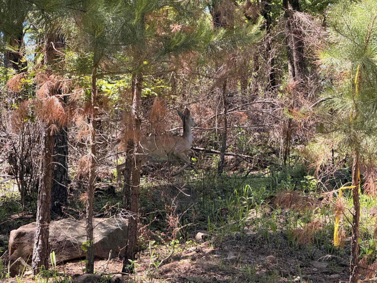 Elmo Creek photo 5