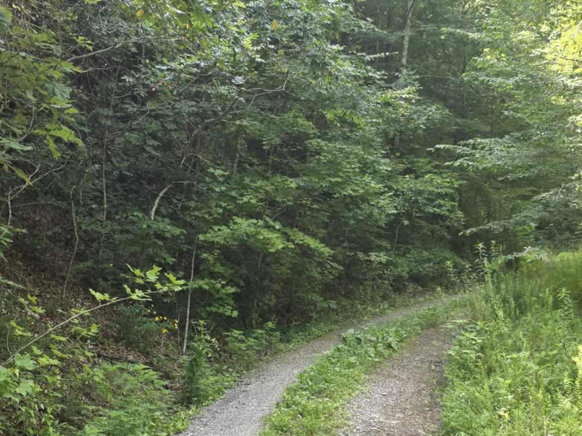 Fed Fork Spur trail photo