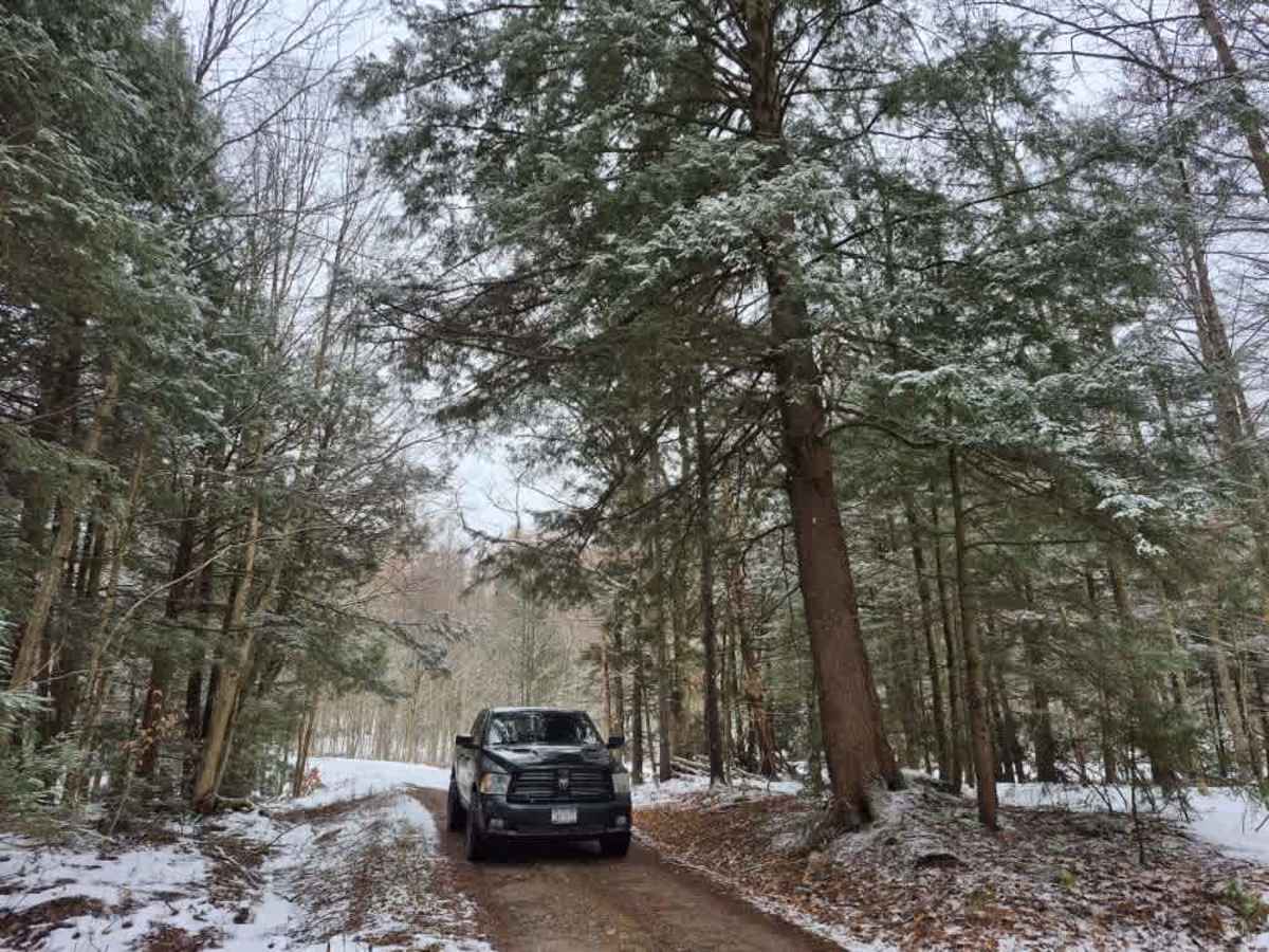 Fall Brook State Forest PFAR photo 4