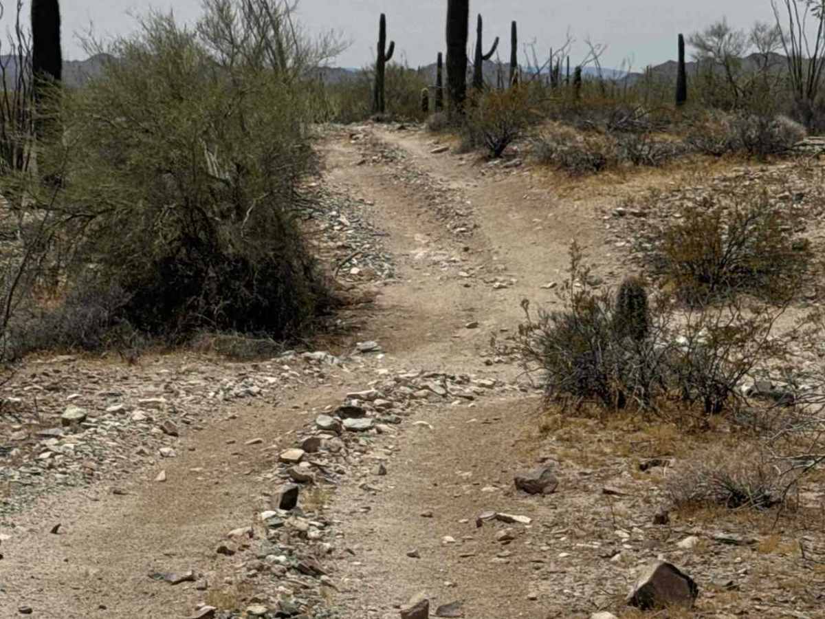 Saguaro Loop  photo 5