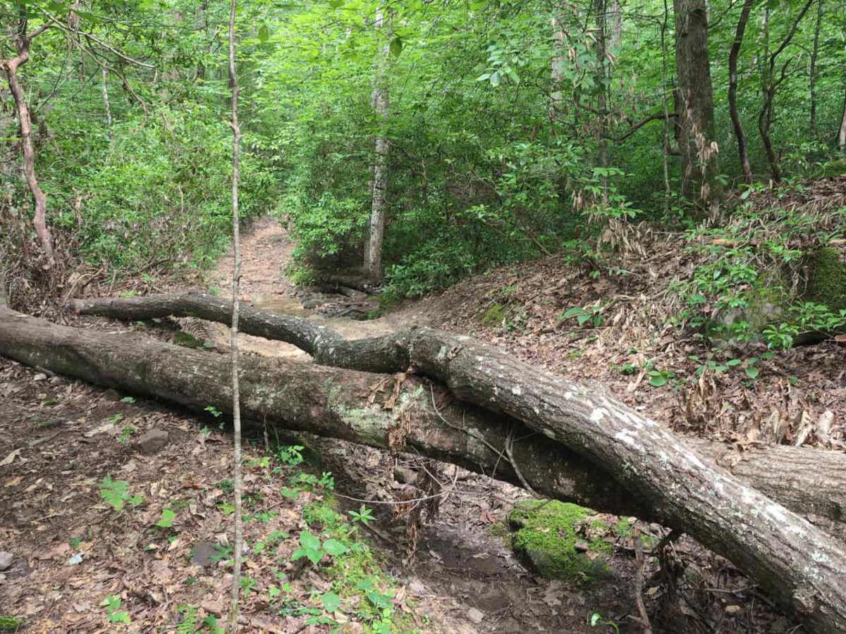 Sheltowee Trace Single Track - FS 100 photo 5