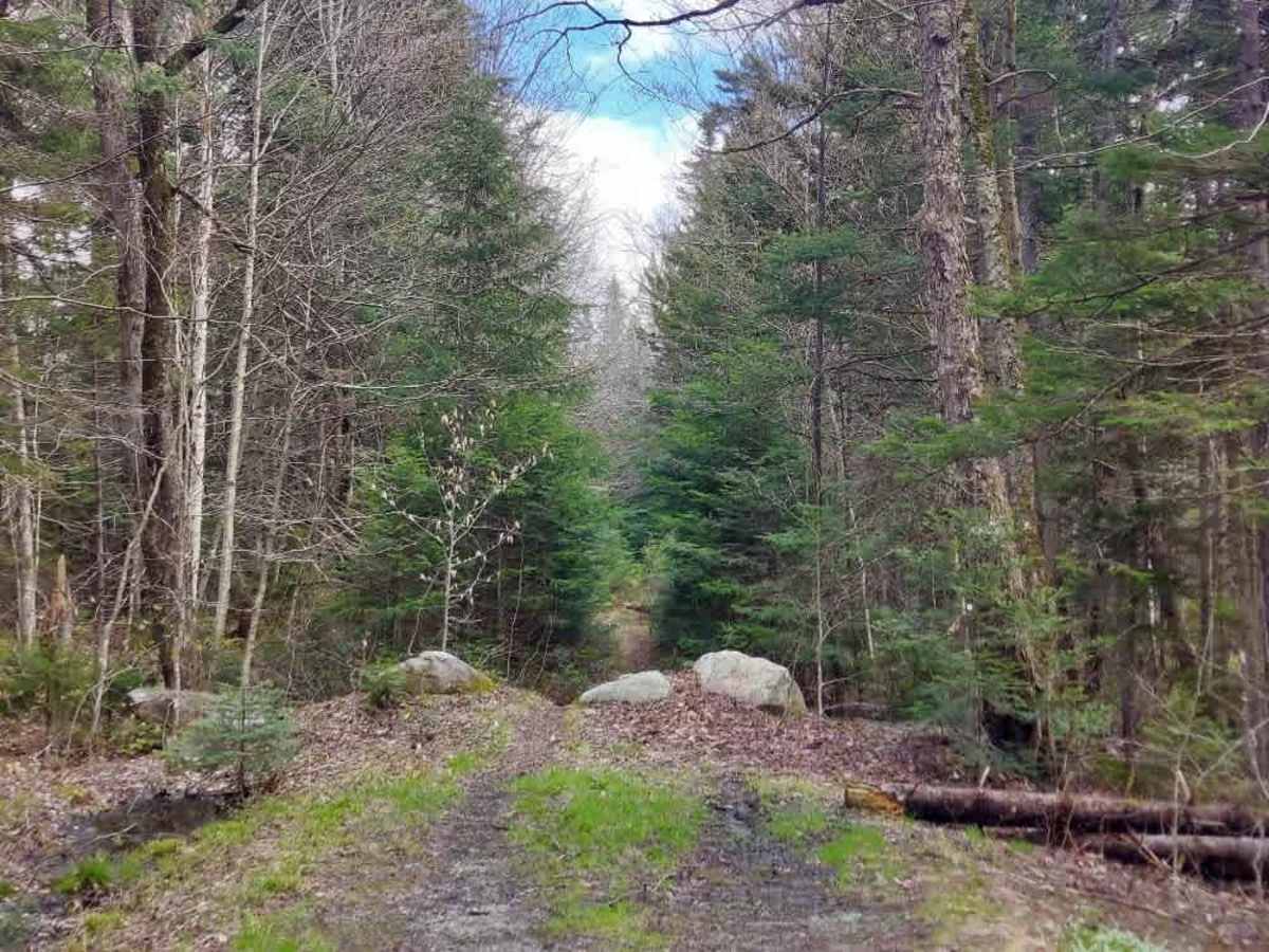 Smith Woods Trail photo 5