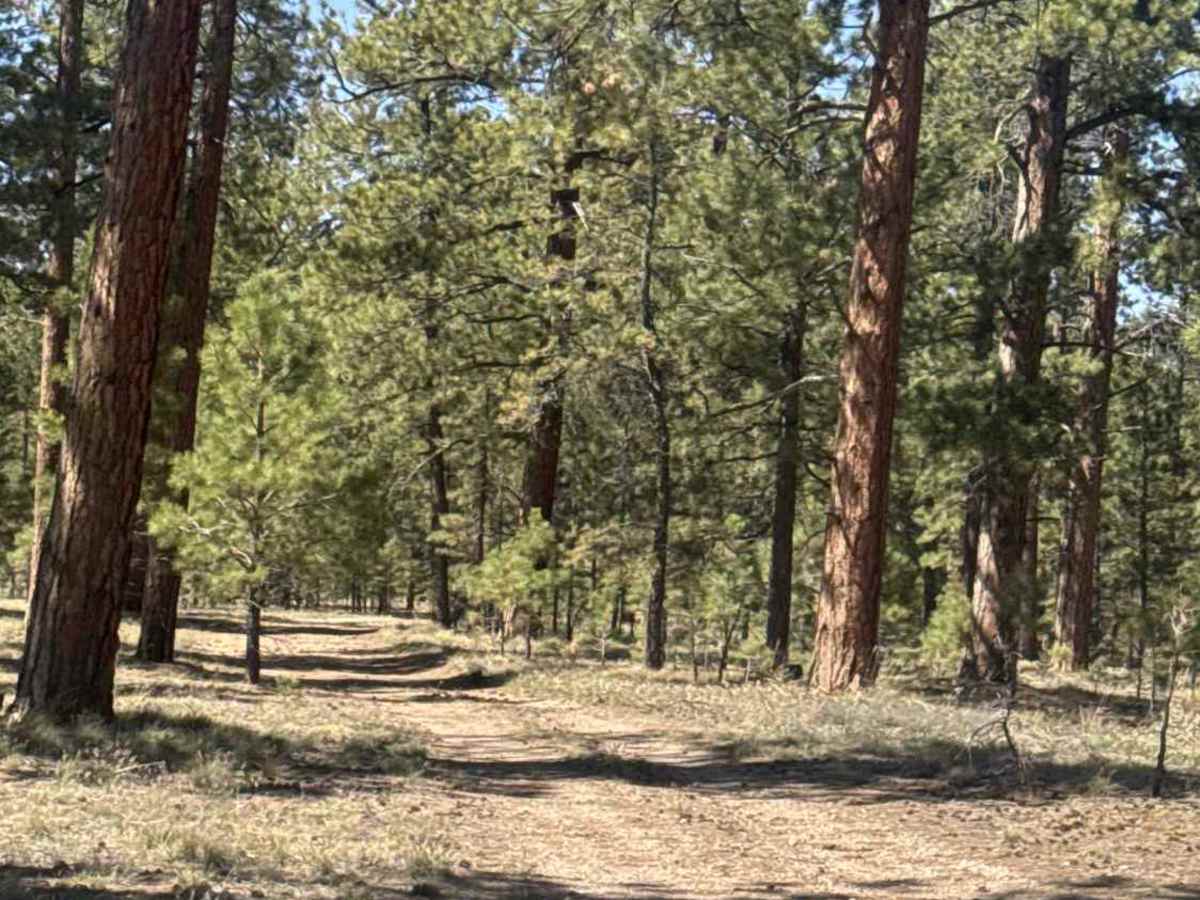 FS 225G trail photo
