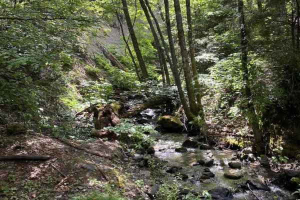 Buckeye Creek - FS 37N52
